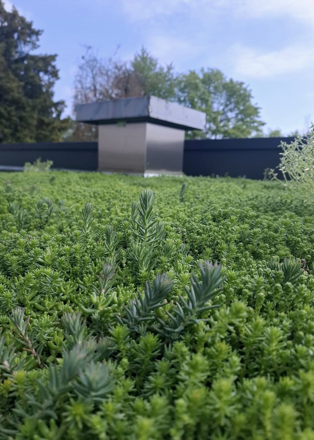 Extensiv begrüntes Flachdach mit Sedumpflanzen
